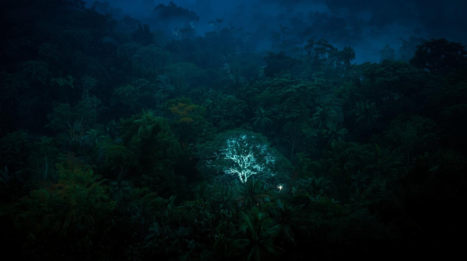 “Amazon forest at night with trees glowing softly blue.”